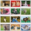 Puppies & Kittens Pocket Promotional Calendar