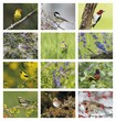 Birds of North America Promo Calendar, Item # 7036 monthly images