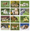 2023 Promotional Calendar baby farm animals monthly