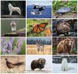 Wildlife Wall Calendar 2023 - Stapled