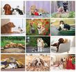 Cats & Dogs Wall Calendar 2023 - Stapled