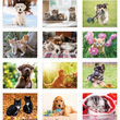 2023 Promotional calendar Puppies & Kittens, Stapled, Item BC-210 monthly images