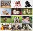 2023 Puppies Animal Calendar, Stapled Item CC-401 Monthly Images