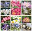 2023 Floral Beauty Wall Appoitment Calendar, Stapled, 11.5x18 Item CC-462 Monthly Images