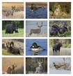 2023 Promotional Wall Calendars