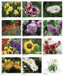 Floral Scents 2023 calendar, Item JC-205 monthly images view