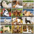 Dogs themed calendar monthly images Item MC-0135
