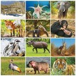 International Wildlife Calendar Stapled 2023