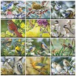 Garden Birds Calendar 2023