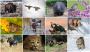 Wildlife wonders 2023 Wall Calendar open view, Item # TA-1943 monthly images view