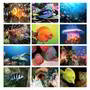 Marine life, coral, fish , calendar