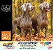 Dogs Promo Calendar  thumbnail