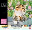 Kittens Calendar  thumbnail